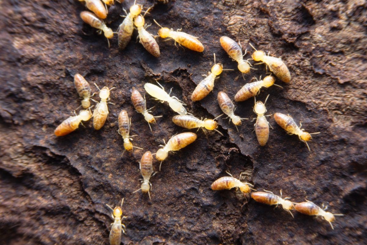 Termite, White Termites eat wood on the forest floor