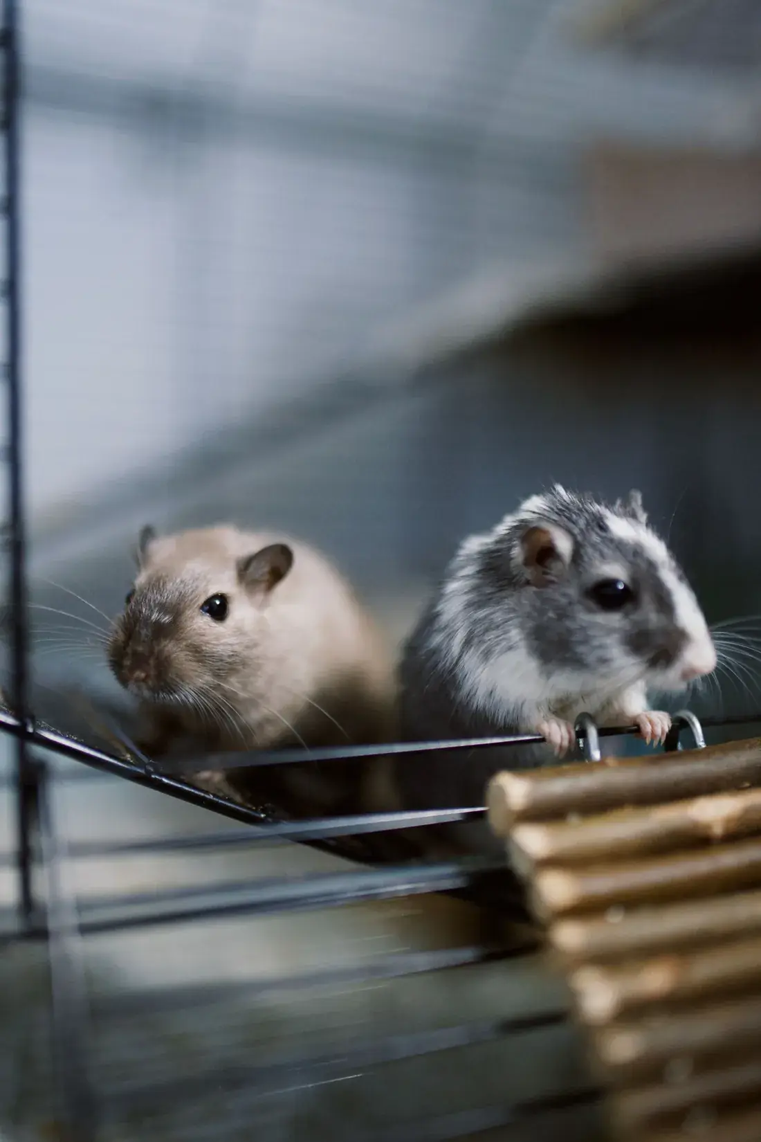 Rodent baiting and proofing work