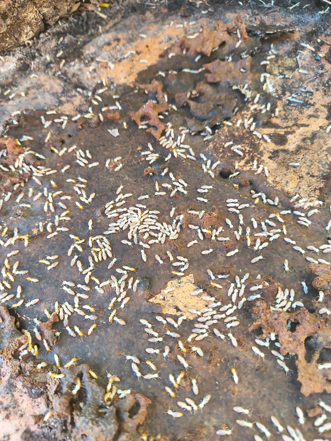 Hundreds of termite workers and soldiers exposed on damaged timber