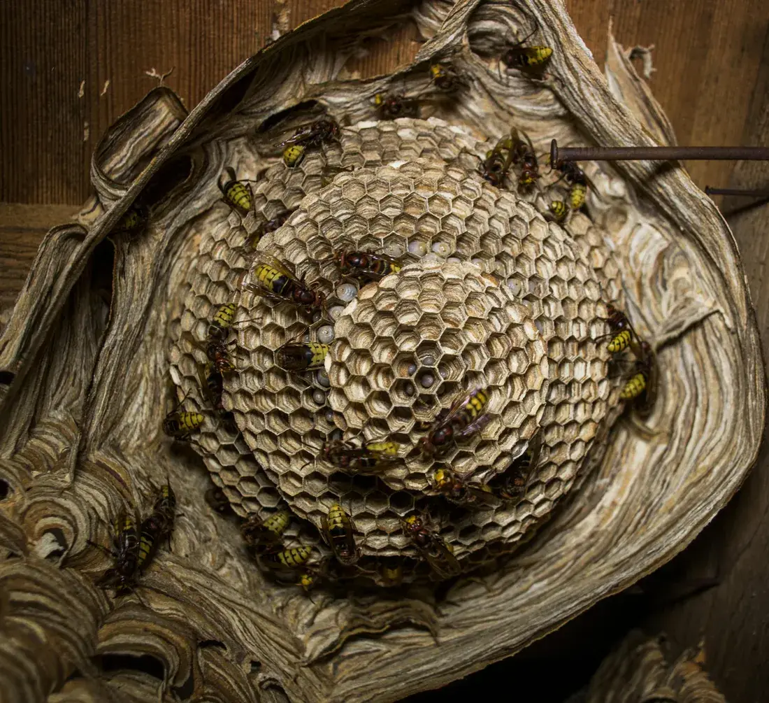 Wasp nest being safely removed in protective gear